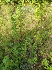Eupatorium
