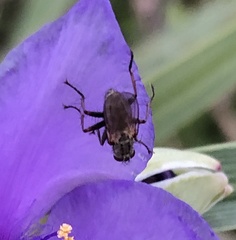 Muscidae