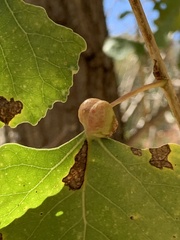 Pemphigus obesinymphae