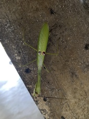 Stagmatoptera binotata