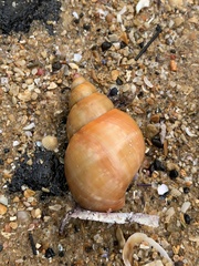 Phasianella australis