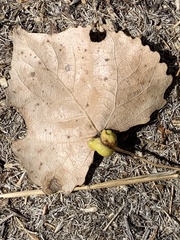 Pemphigus obesinymphae