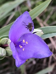 Tradescantia ohiensis