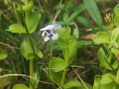 Lindernia rotundifolia