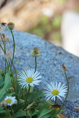 Erigeron garrettii
