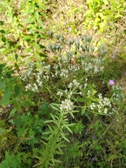 Eupatorium