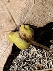 Pemphigus obesinymphae