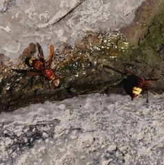 Vespa orientalis