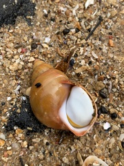 Phasianella australis