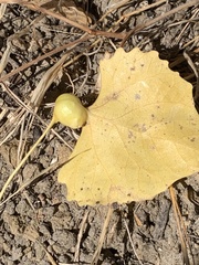 Pemphigus obesinymphae