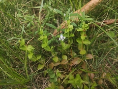 Lindernia rotundifolia