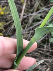 Tradescantia ohiensis