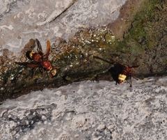 Vespa orientalis