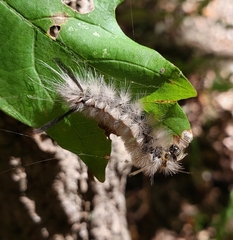 Dasychira meridionalis