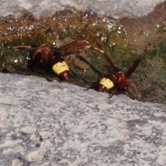 Vespa orientalis