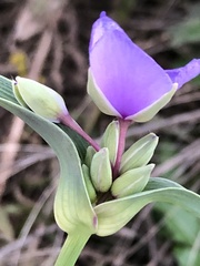 Tradescantia ohiensis