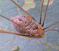 Sclerosomatidae