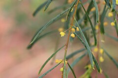 Acacia dietrichiana