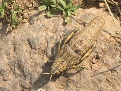 Nocaracris cyanipes