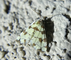 Conchylodes octonalis