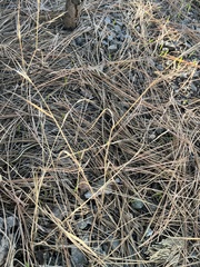 Thamnophis elegans elegans