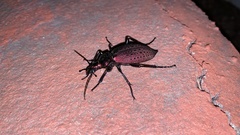 Carabus smaragdinus
