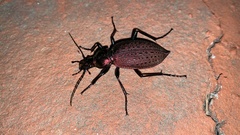 Carabus smaragdinus