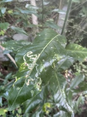 Phyllocnistis magnoliella