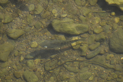 Oreochromis