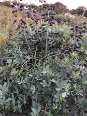 Baptisia alba