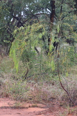 Acacia dietrichiana