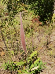 Asclepias tuberosa