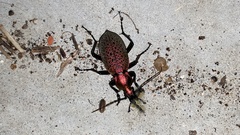 Carabus smaragdinus