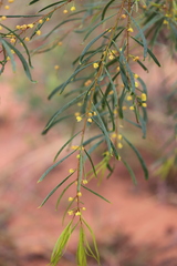 Acacia dietrichiana