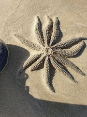 Coscinasterias muricata