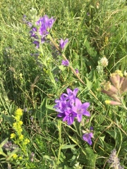 Buglossoides arvensis