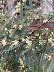 Pimelea axiflora axiflora