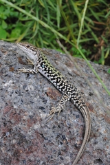 Podarcis siculus