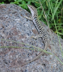 Podarcis siculus