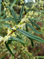 Pimelea axiflora axiflora