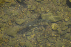 Oreochromis