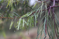 Acacia dietrichiana