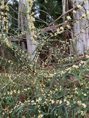 Pimelea axiflora axiflora