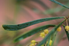 Acacia dietrichiana