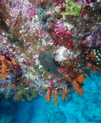 Canthigaster papua