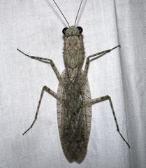 Gonatista grisea