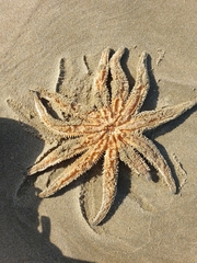 Coscinasterias muricata