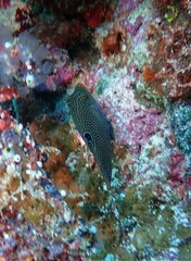 Canthigaster papua