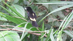 Ramphocelus flammigerus icteronotus