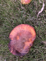 Suillus luteus